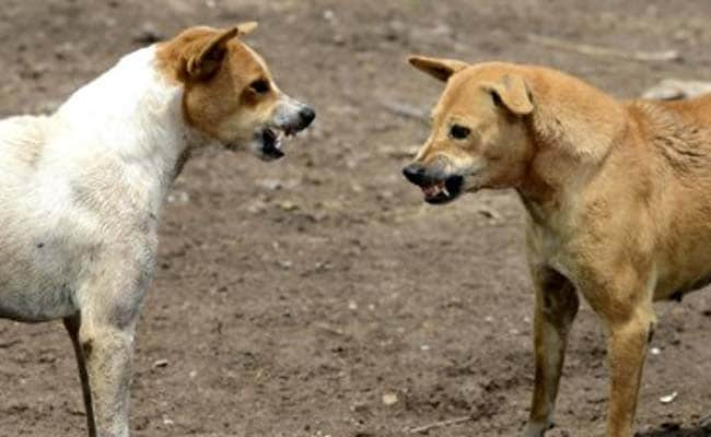 Rabbit Injection At Center, Forced To Take Market - केंद्र ...