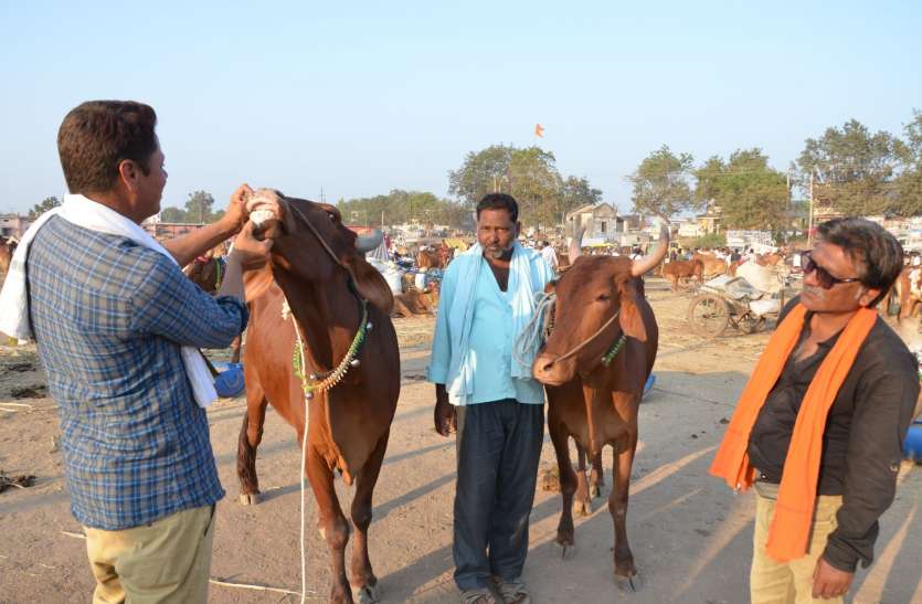Navagraha mela यहां दांत देखकर पता करते हैं बैलों की उम्र, पतली पूछ का बैल है तो उसकी रफ्तार घोड़े से ज्यादा