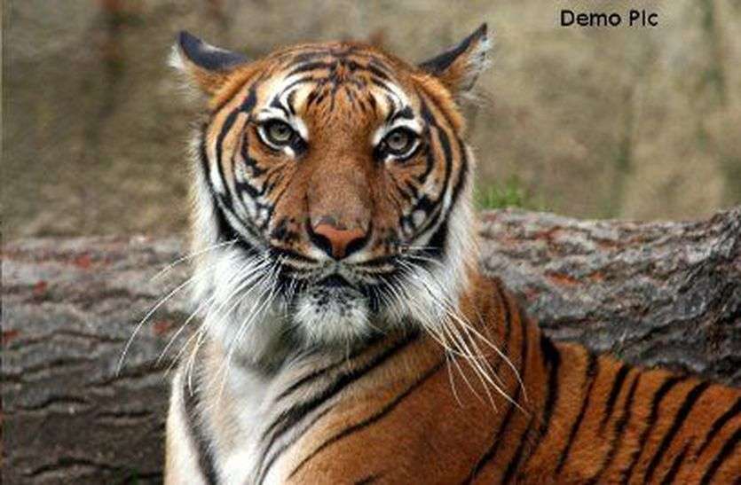 Tiger एक घंटे चला रेस्क्यू, बाघ शावक को भेजा गया संजय टाइगर रिजर्व