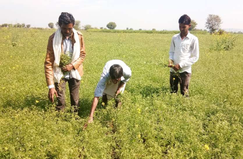 कीटनाशक दवा के छिडक़ाव से झुलसी चने की फसल कीटनाशक दवा के छिडक़ाव से झुलसी चने की फसल