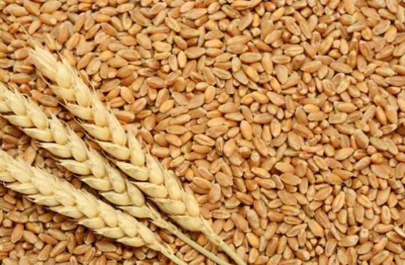 Farmers worried to register at purchase center at support price खेत में बोया गेहूं और पोर्टल पर दिख रही चना की फसल, नहीं हो पा रहे पंजीयन