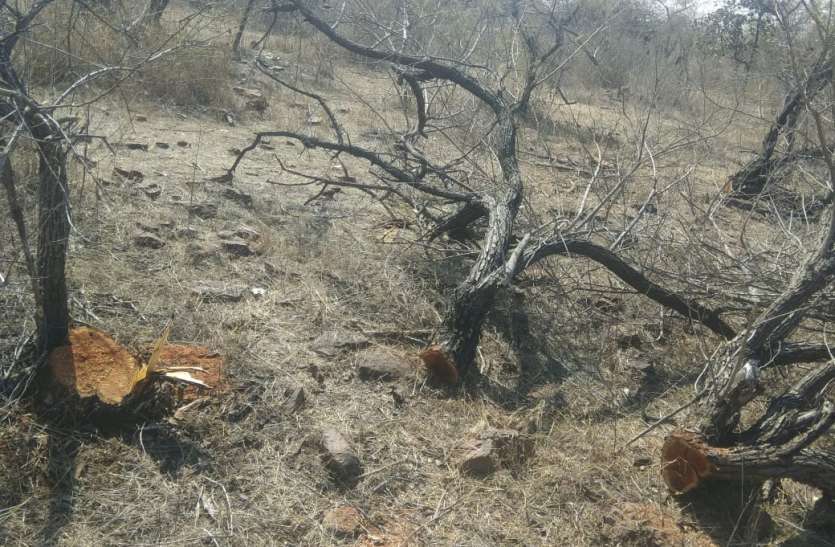 मशीनों से माफिया काट ले गए खैर की लकड़ी, सोता रहा वन अमला मशीनों से माफिया काट ले गए खैर की लकड़ी, सोता रहा वन अमला