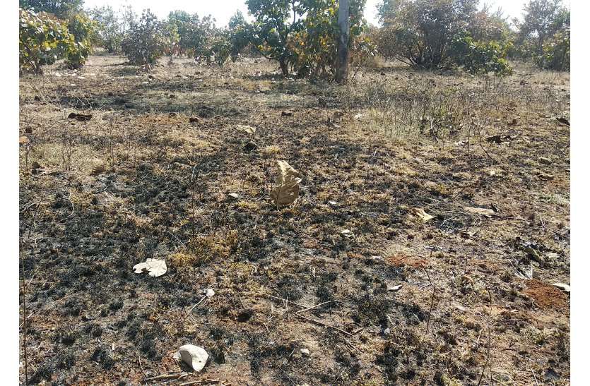 लाखों की लागत से तैयार प्लानटेशन में नहीं दिखते पौधे लाखों की लागत से तैयार प्लानटेशन में नहीं दिखते पौधे