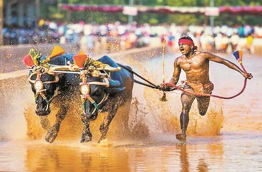 उसैन बोल्ट से भी तेज दौड़ा कंबाला ‘जॉकी’ श्रीनिवास गौड़ा उसैन बोल्ट से भी तेज दौड़ा कंबाला ‘जॉकी’ श्रीनिवास गौड़ा