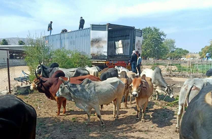 पुलिस की नाकाबंदी देख गोवंश से भरा कंटेनर छोड भागा चालक, रैकी कर रही कार सहित 3 जनों को किया गिरफ्तार पुलिस की नाकाबंदी देख गोवंश से भरा कंटेनर छोड भागा चालक, रैकी कर रही कार सहित 3 जनों को किया गिरफ्तार