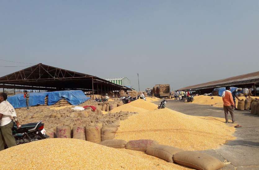 corn Corn:इस साल 65 प्रतिशत घट गई मक्का की आवक