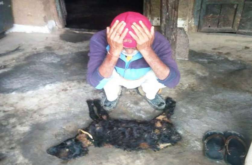 Till date hundreds of goats of village Daehan have died due to virus and diarrhea वायरस एवं दस्त से अब तक ग्राम दैहान के सैकड़ों बकरियों की हो गई है मौत