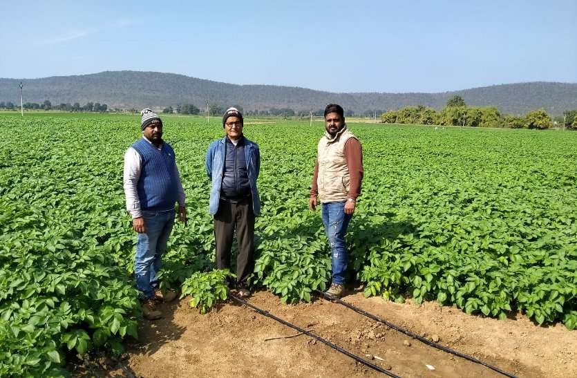 Potato farming is making millions of rupees profit for the farmer