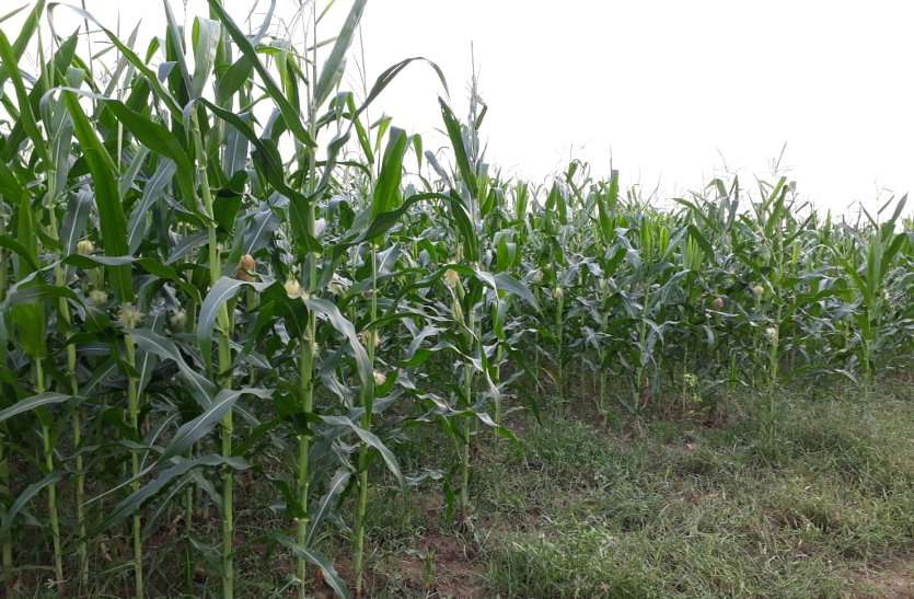 Potato farming is making millions of rupees profit for the farmer