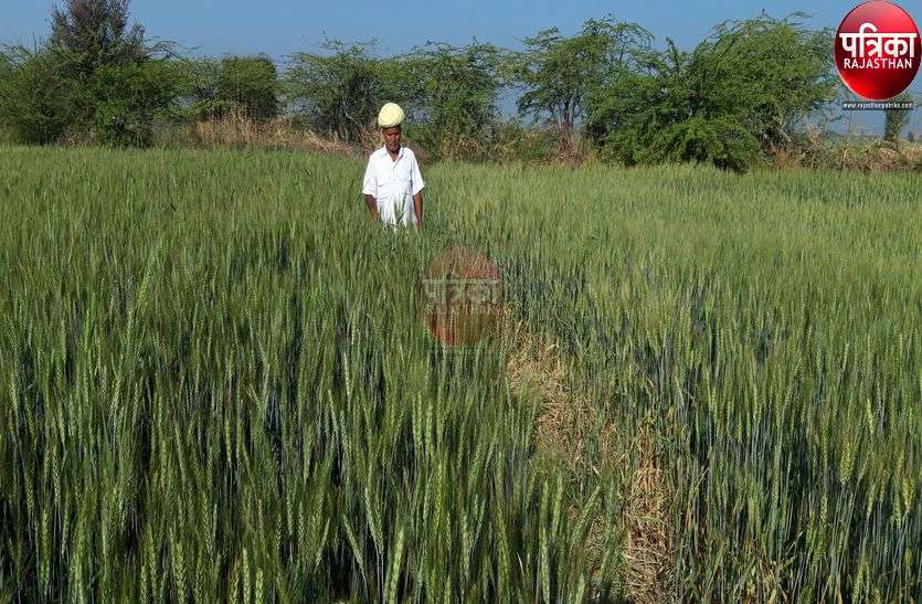 रबी करेगी मालामाल, किसानों के घर आएगी 700 करोड़ रुपए से ज्यादा की उपज, पढ़ें पूरी खबर... रबी करेगी मालामाल, किसानों के घर आएगी 700 करोड़ रुपए से ज्यादा की उपज, पढ़ें पूरी खबर...