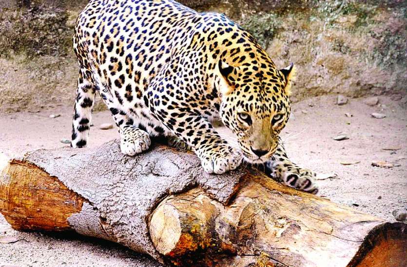 Panther's movement पैंथर की आवाजाही से खौफ