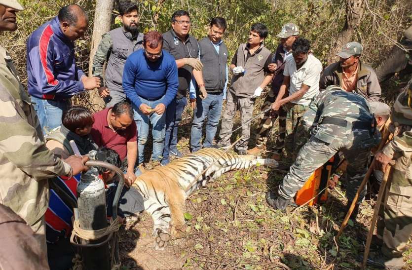New radio caller installed on tigress P-213 बाघिन पी-213 को लगाई नई रेडियो कॉलर , अब एक किमी दूर से कर सकेंगे निगरानी