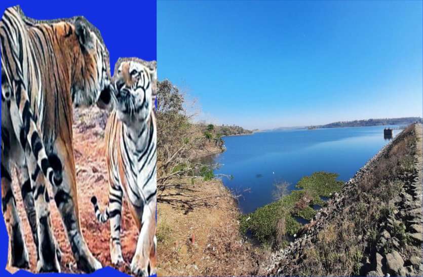 tiger-tiger troop seen in bhopal city कलियासाेत डैम : पहली बार बाघ-बाघिन का जाेड़ा दिखा, अब ऐसे रखेंगे इन पर नजर