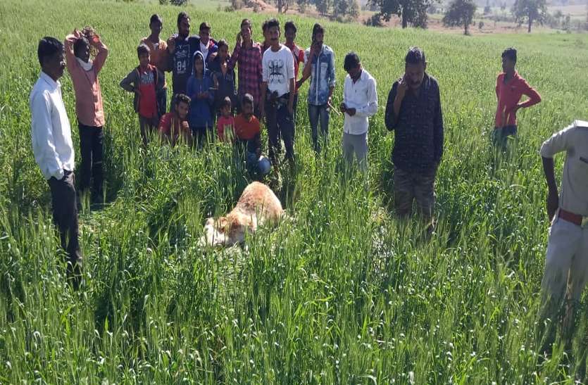 बाघ ने किया मवेशी का शिकार, ग्रामीण परेशान बाघ ने किया मवेशी का शिकार, ग्रामीण परेशान