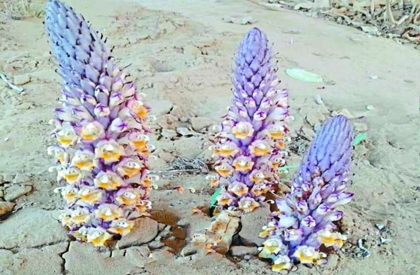 इस पौधे के अंकुरित होते ही जमीनी गर्मी का संकेत मिल जाता इस पौधे के अंकुरित होते ही जमीनी गर्मी का संकेत मिल जाता