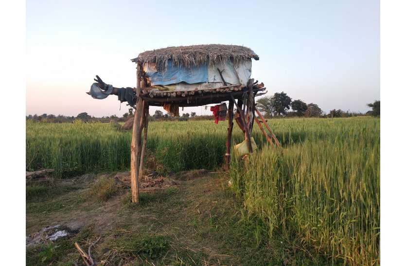 खड़ी फसलों को नुकसान पहुंचा रहे जंगली जानवर खड़ी फसलों को नुकसान पहुंचा रहे जंगली जानवर