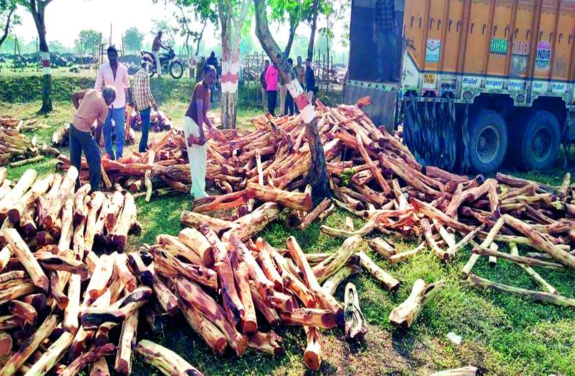 खैर तस्करी का सरगना गिरफ्तार, कत्था फैक्ट्री में करते थे सप्लाई खैर तस्करी का सरगना गिरफ्तार, कत्था फैक्ट्री में करते थे सप्लाई