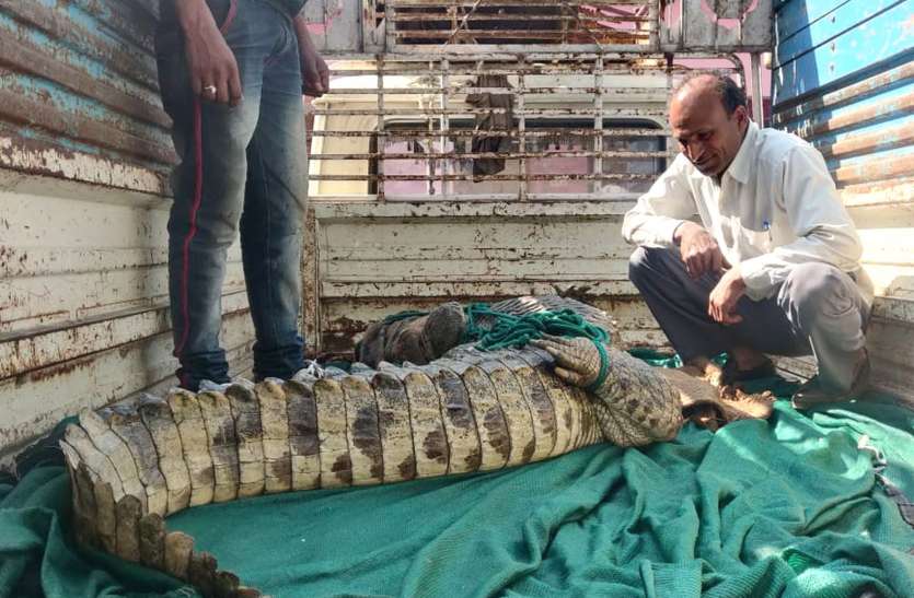 Crocodile Rescue Forest Department वन अमले की घंटों की मशक्कत के बाद पकड़ में आया मगरमच्छ