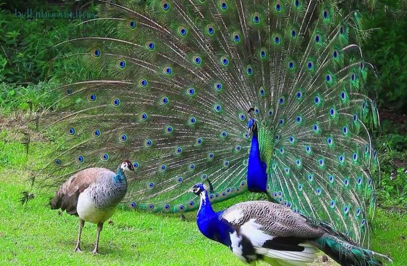 peacock in rajasthan Peacock: राज्य में कितने मोर, ना सरकार जानती ना वन विभाग