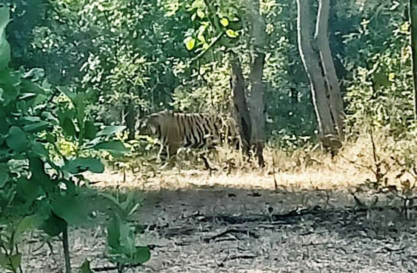 एक बार रहवासी क्षेत्र के करीब आई बाघिन, किया ऐसा काम कि ग्रामीणों के उड़ गए होश एक बार रहवासी क्षेत्र के करीब आई बाघिन, किया ऐसा काम कि ग्रामीणों के उड़ गए होश