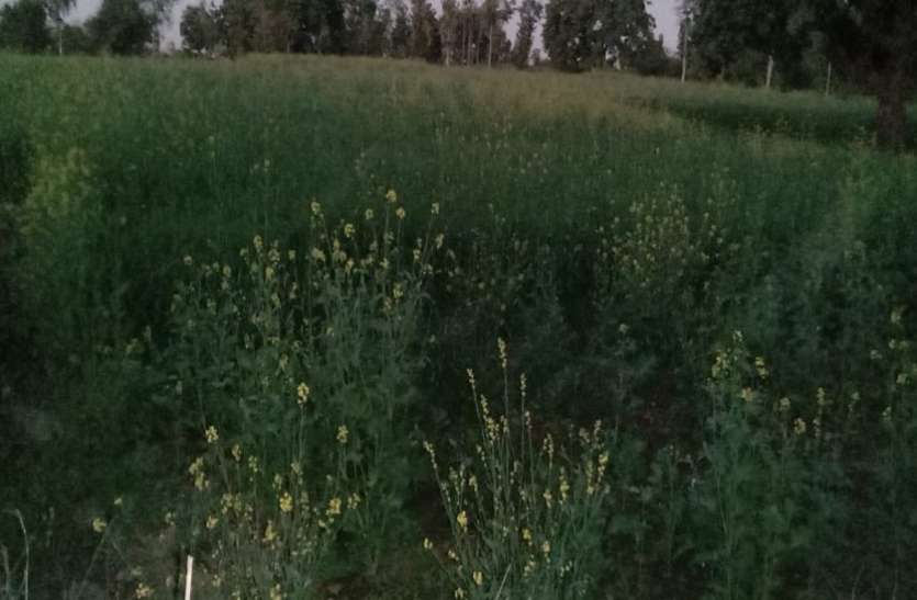 The farmers complained to the power company सिंचाई के लिए नहीं मिल रही प्रयाप्त बिजली