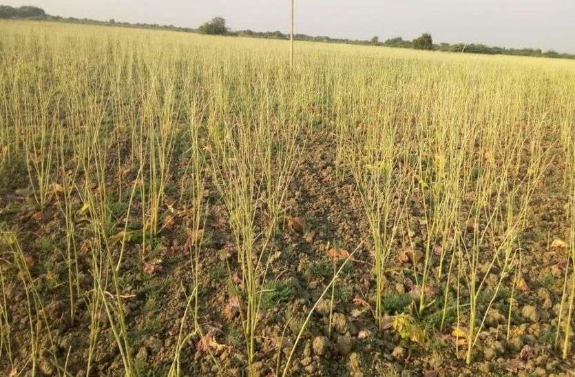 - बाड़मेर में प्रभावित क्षेत्रों का दौरा करने के बाद आज शाम को ही सांचौर पहुंच जाएगा यह दल, 54 हजार हैक्टेयर जिले में टिड्डी प्रभावित क्षेत्र, हालातों को जांचने के साथ साथ तैयार करेगा एक विस्तृत रिपोर्ट बाड़मेर से होते हुए जालोर पहुंचेगा आज केंद्रीय भ्रमण दल