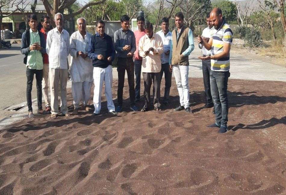 मंडिया गुलजार: लालसोट व मंडावरी मंडियों में नई सरसों की आवक शुरू