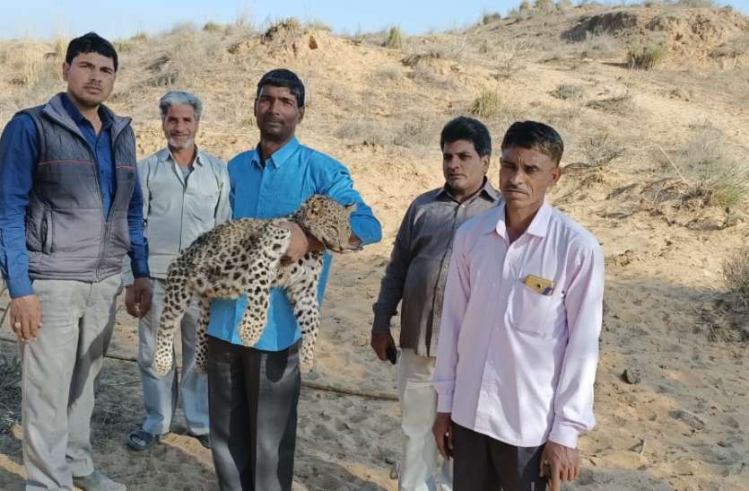 जयपुर के बीलवाड़ी रेंज में 9 माह का मादा शावक की गर्दन तोड़ी जयपुर के बीलवाड़ी रेंज में 9 माह का मादा शावक की गर्दन तोड़ी