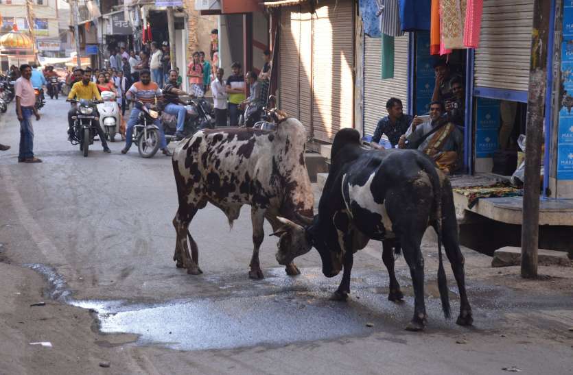 Fight between two cattle एमजी रोड पर आधे घंटे लड़े सांड, यातायात जाम