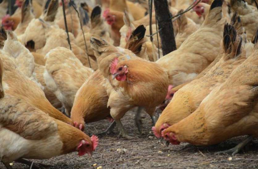 bird flu चेक रिपब्लिक में बर्डफ्लू फैलने का दूसरा मामला सामने आया