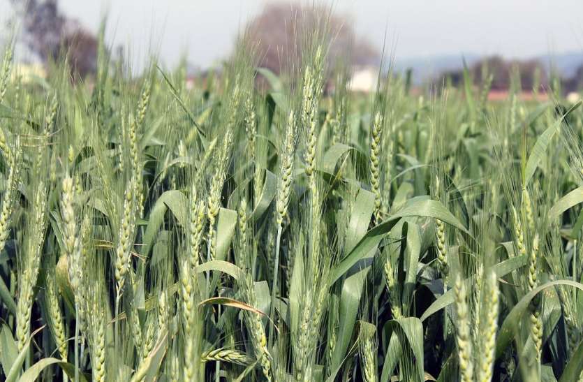 Rabi Crop : अच्छी बारिश से बंपर पैदावार की उम्मीद Rabi Crop : अच्छी बारिश से बंपर पैदावार की उम्मीद