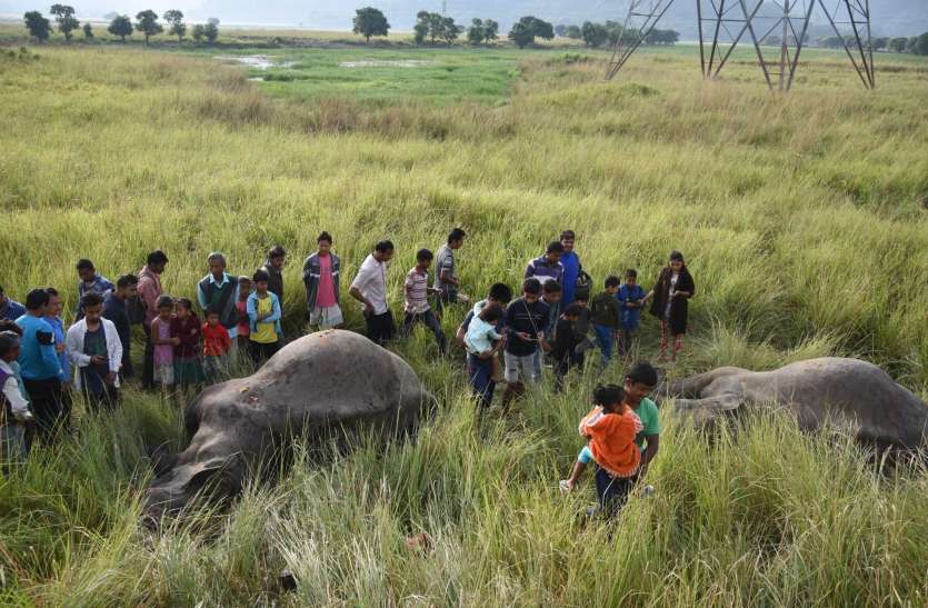 Elephant : ओडिशा में तीन साल में 246 हाथियों की मौत Elephant : ओडिशा में तीन साल में 246 हाथियों की मौत
