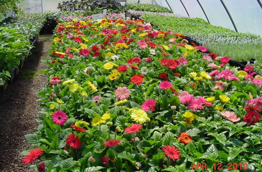 Agriculture Export : कृषि निर्यात के लिए राज्यों में होगा अलग बजट Agriculture Export : कृषि निर्यात के लिए राज्यों में होगा अलग बजट