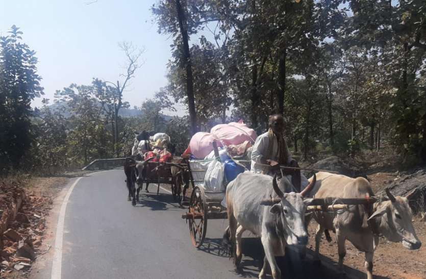 Unique tradition : बैलों को घंटी और पायल बांध करते हैं महादेव की यात्रा Unique tradition : बैलों को घंटी और पायल बांध करते हैं महादेव की यात्रा