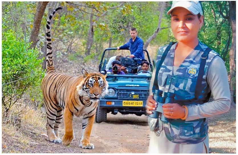 suraj_bai.jpg खूंखार टाइगरों के बीच घूमती है ये लेडी! शब्दों में पिरोती है रणथंभौर का वैभव