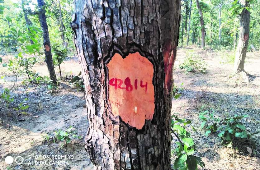 मदनपुर कोल ब्लॉक : विरोध के बीच गिनती किए गए 71 हजार पेड़ मदनपुर कोल ब्लॉक : विरोध के बीच गिनती किए गए 71 हजार पेड़