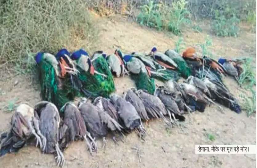 Rajasthan: 80 national birds killed by poisonous food, FIR on hunters राजस्थान: ज़हरीला दाना खाने से 80 राष्ट्रीय पक्षियों की मौत, अज्ञात शिकारियों पर FIR