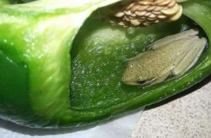 couple finds live frog in Bell pepper शिमला मिर्च के अंदर मिला जिंदा मेंढक, लोगों के उड़े होश