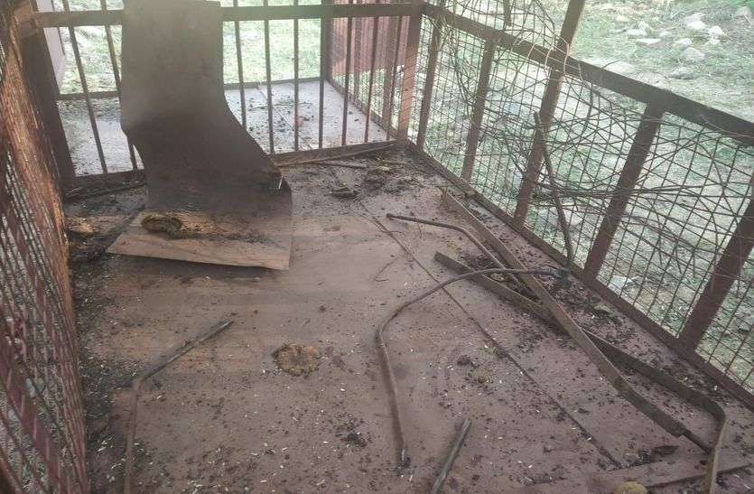 चाव से शहर खाया और पिंजरा तोड़ भागा रीछ चाव से शहर खाया और पिंजरा तोड़ भागा रीछ