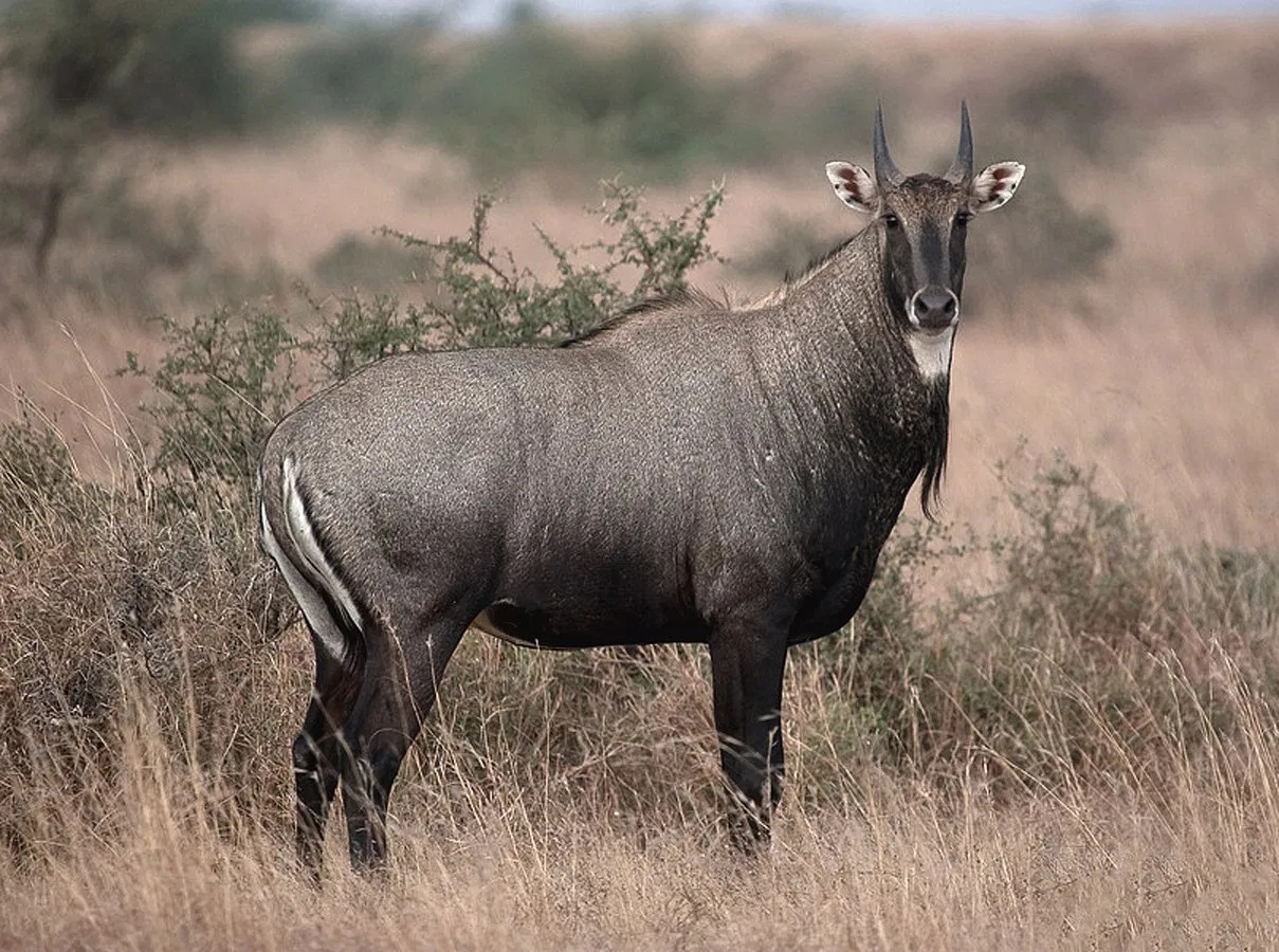 Континентальные животные. Антилопа нильгау. Boselaphus tragocamelus. Антилопу-нильгау маяка. Непальская однорогая антилопа.