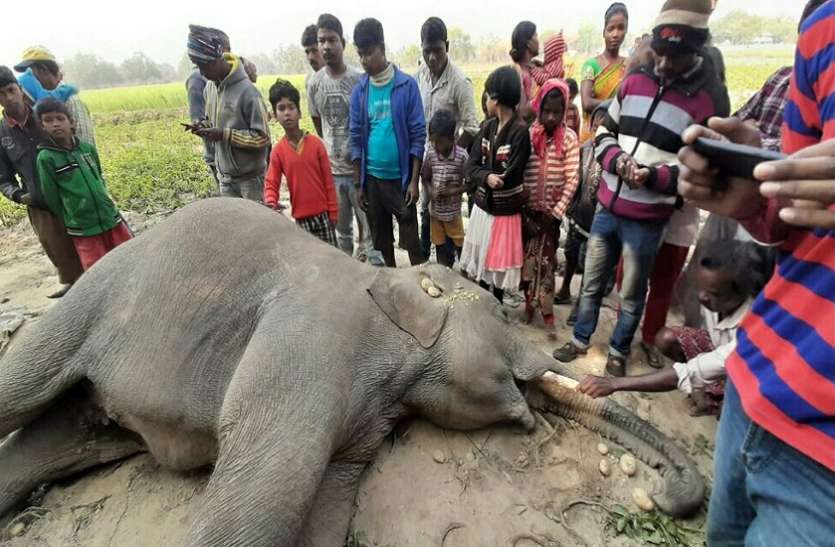 गजराज की मौत के बाद सिर पर तिलक लगा ग्रामीणों ने की पूजा गजराज की मौत के बाद सिर पर तिलक लगा ग्रामीणों ने की पूजा