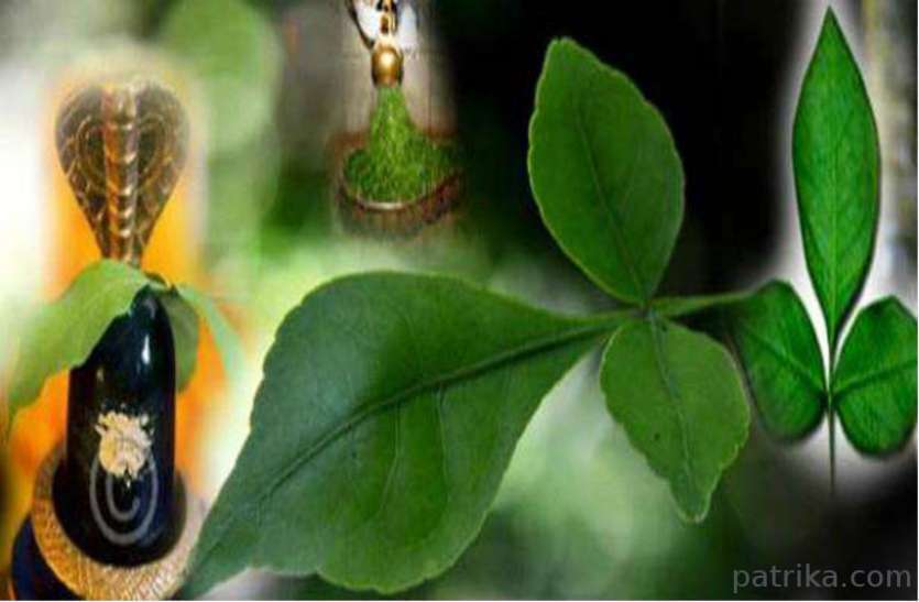 औषधीय गुणों का खजाना है बेलपत्र, जानिए महादेव को आखिर क्यों पसंद है महाशिवरात्रि 2020: औषधीय गुणों का खजाना है बेलपत्र, जानिए महादेव को आखिर क्यों पसंद है...