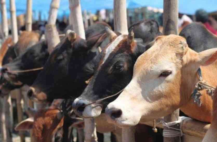 animal husbandry आमदनी दोगुनी करने को पशुपालन पर रहेगा फोकस
