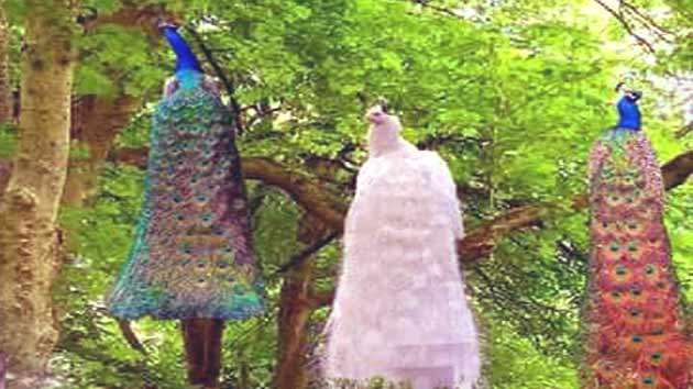 peacock_dream2.jpg