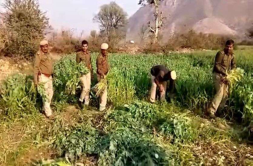 माधोगढ़ में गेहूं के बीच हो रही थी अफीम की खेती माधोगढ़ में गेहूं के बीच हो रही थी अफीम की खेती