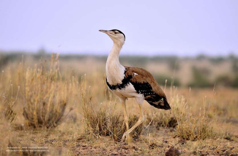 The Great Indian Bustard: विलुप्त हो रहे जीवों की अंतरराष्ट्रीय सूची में राजस्थान का राज्यपक्षी गोडावण The Great Indian Bustard: विलुप्त हो रहे जीवों की अंतरराष्ट्रीय सूची में राजस्थान का राज्यपक्षी गोडावण