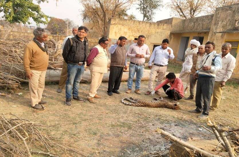 शावक का काल बना वाहन शावक का काल बना वाहन