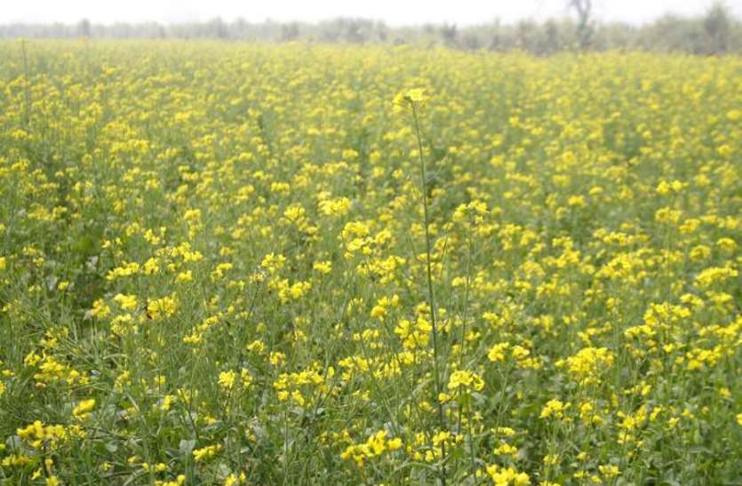 ajmer मिलावट की सूचना देने वाले को मिलेगा 51 हजार का ईनाम