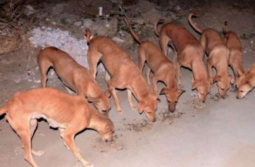 dogs.jpg आवारा कुत्ते बन गए करोड़पति, हर डॉगी के पास है 1 करोड़ रुपए की संपत्ति