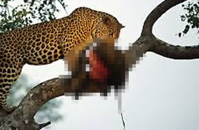 leopard_kills_7-year-old_boy_in_dhar.png खेत में सो रहे 7 साल के बच्चे पर तेंदुए ने किया हमला, मुंह और पैर का मांस नोंचा, मचा हड़कंप